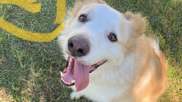 Foxtail Park Boarding Kennels and Cattery - Queensland pet otel