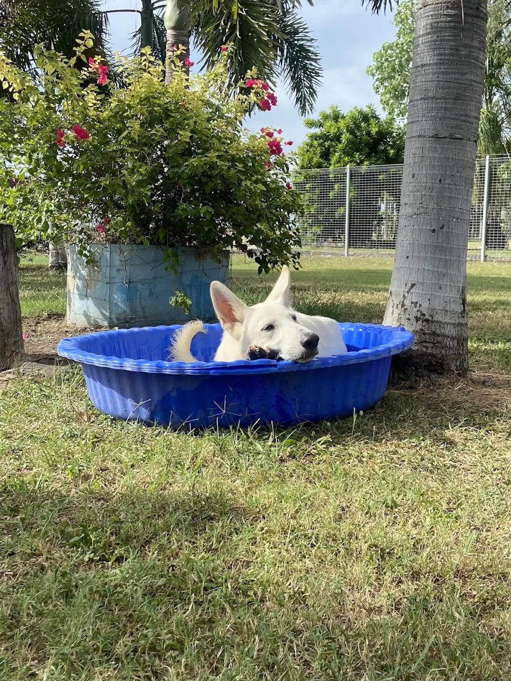 Foxtail Park Boarding Kennels and Cattery - Queensland pet otel görseli 3