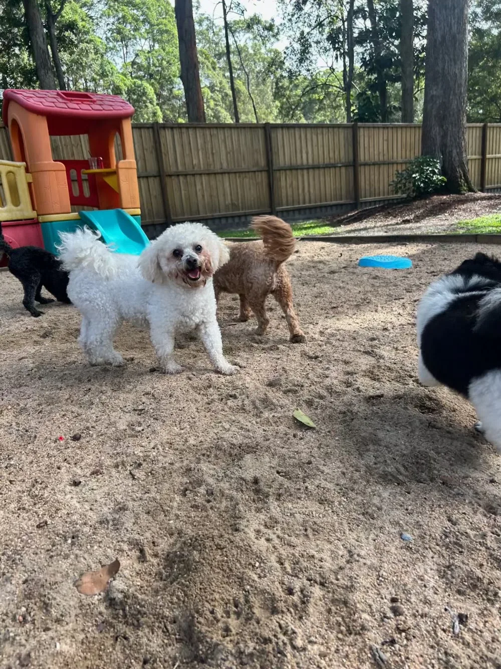 FurKids Retreat - Queensland pet otel görseli 3