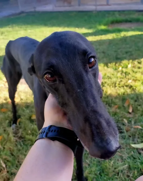 Gladstone Pet Resort - Queensland pet otel