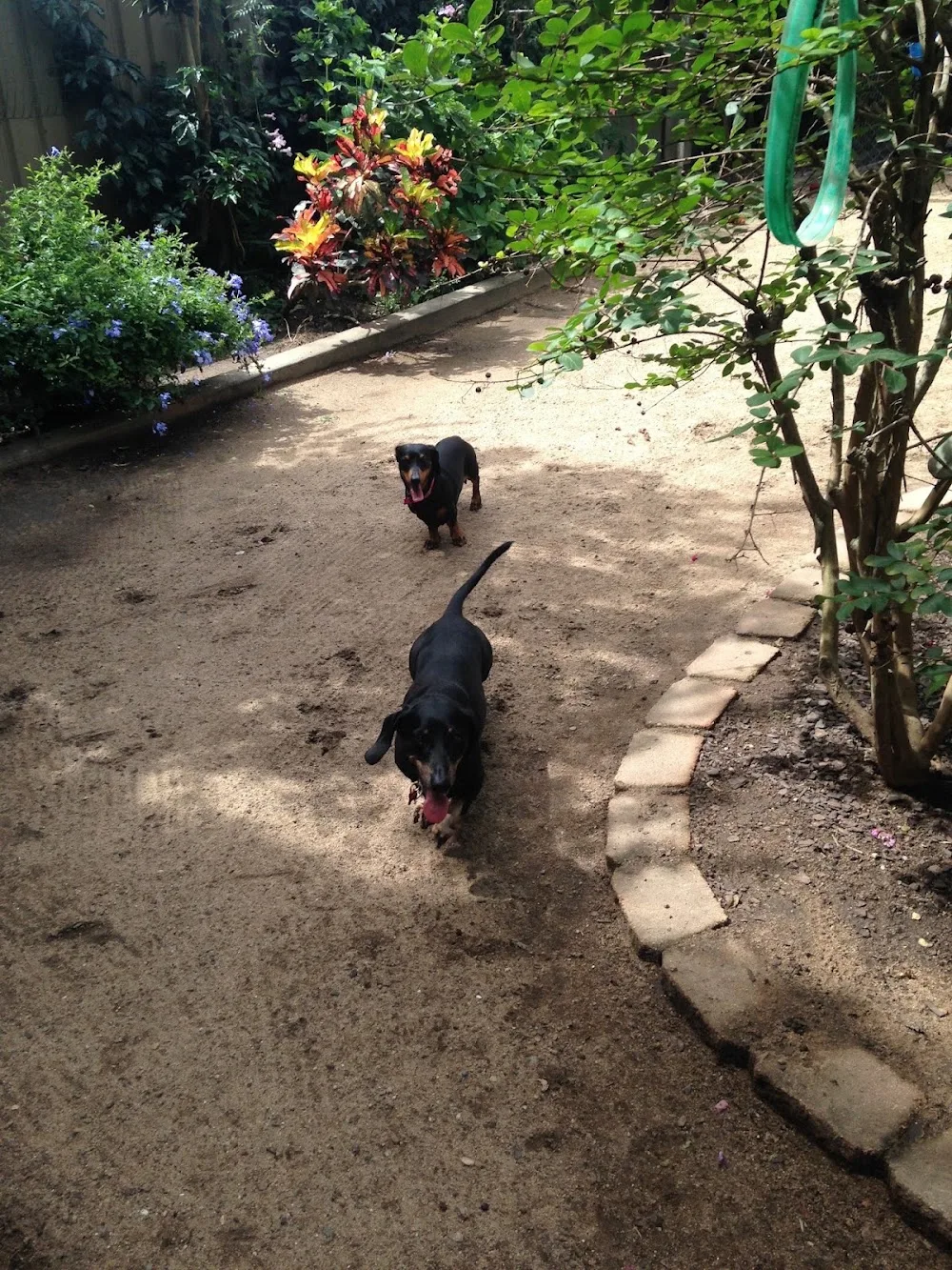 Homebush Boarding Kennels & Cattery - Queensland pet otel görseli 3