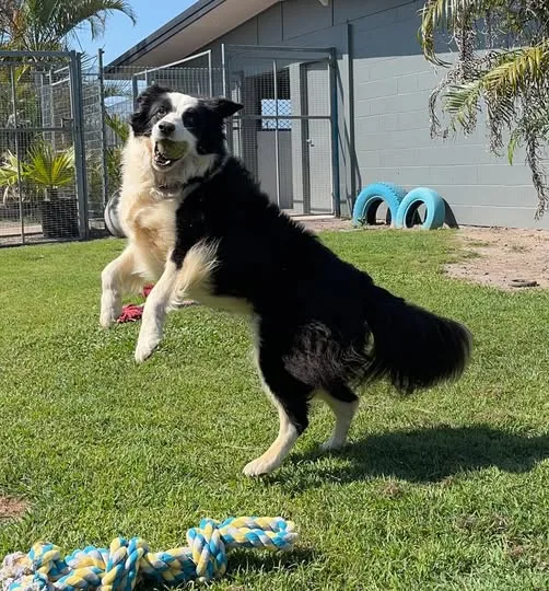 Isis Pet Resort - Queensland pet otel görseli 3