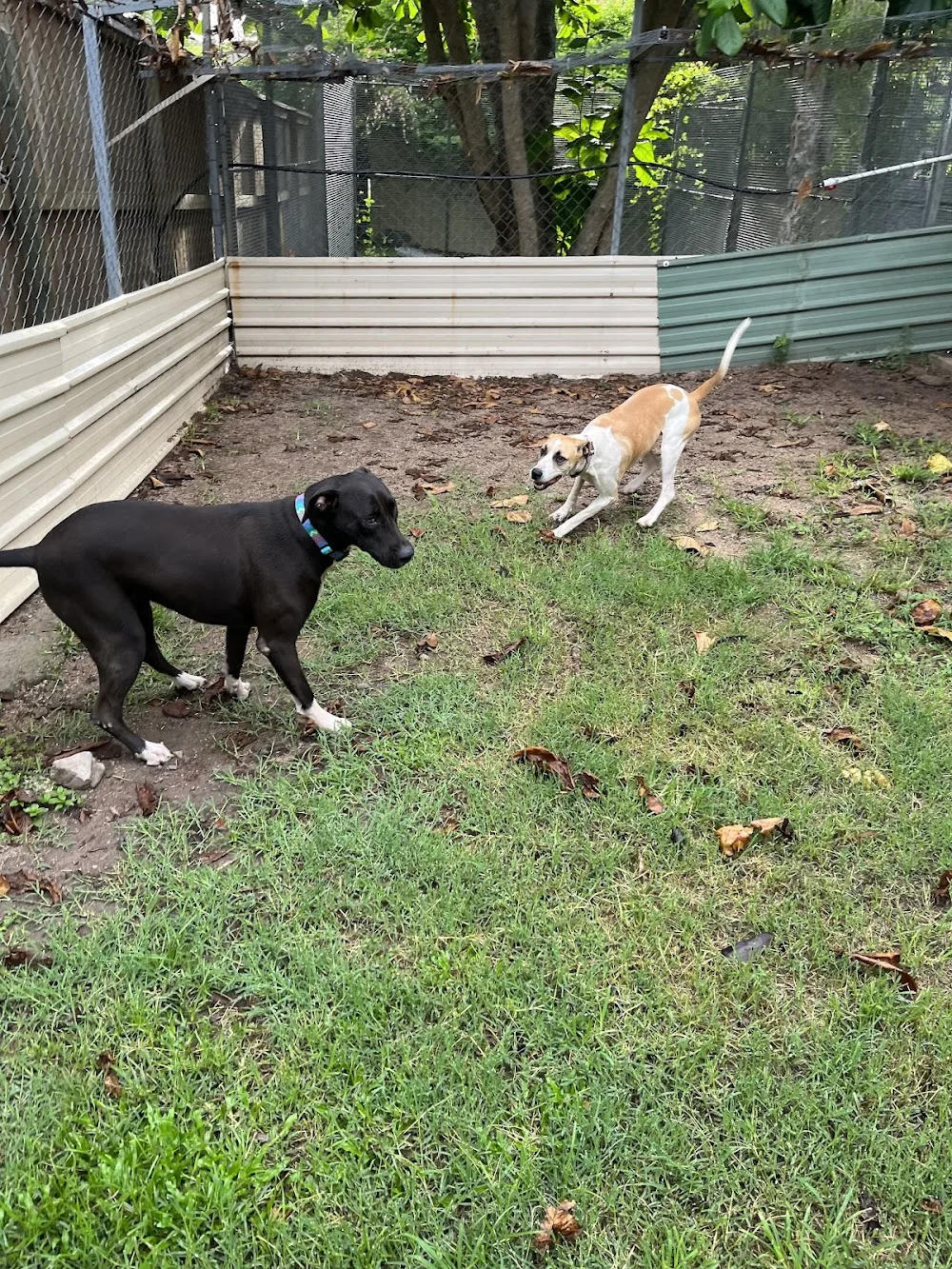 Jaimon Boarding Kennels & Cattery - Queensland pet otel görseli 2