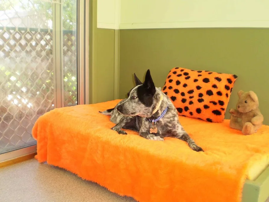 Maroochy Boarding Kennels - Queensland pet otel görseli 2