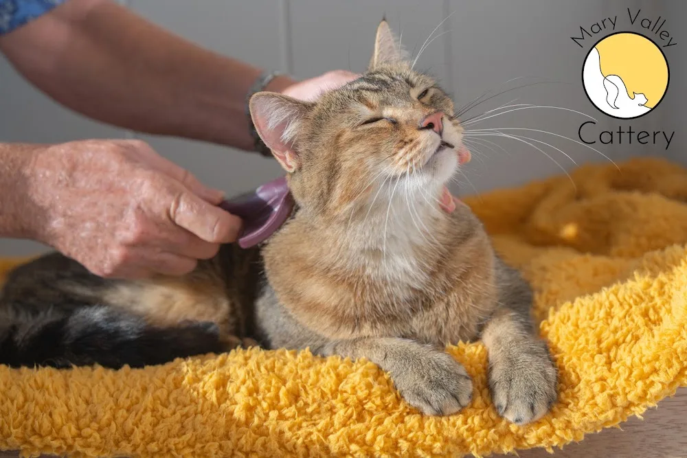 Mary Valley Cattery - Queensland pet otel