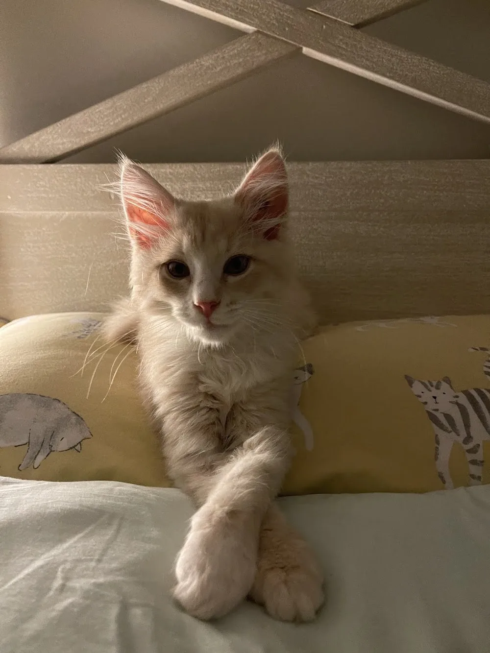 Miakoschka Siberian Cats - Queensland pet otel