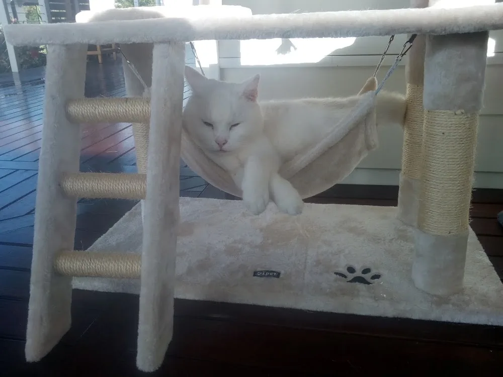 Nerada Cat Retreat - Queensland pet otel görseli 3