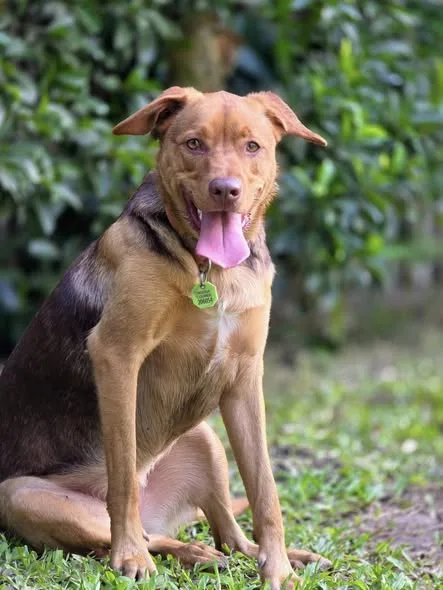 Noosa Pet Resort - Queensland pet otel görseli 3