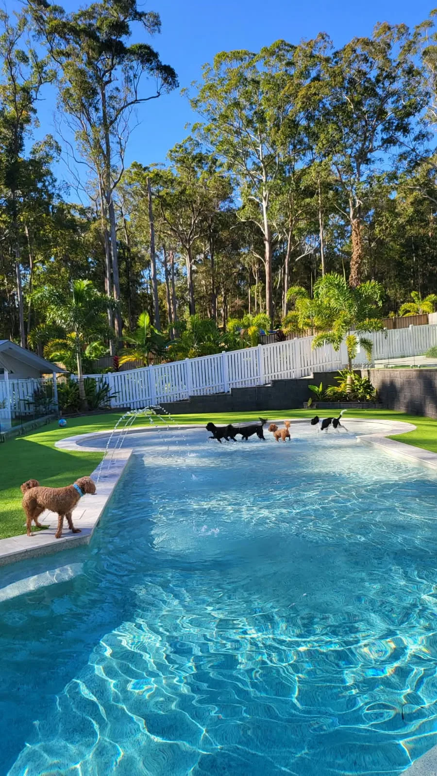 Paw Seasons® Resort & Daycare - Queensland pet otel görseli 3
