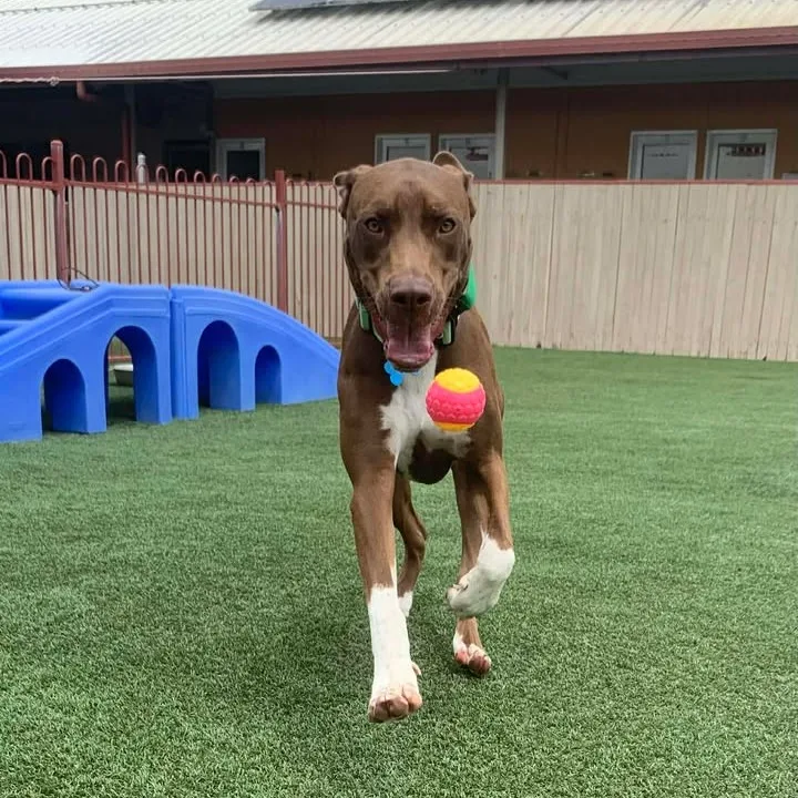 Pet Resorts Australia Townsville - Queensland pet otel görseli 3
