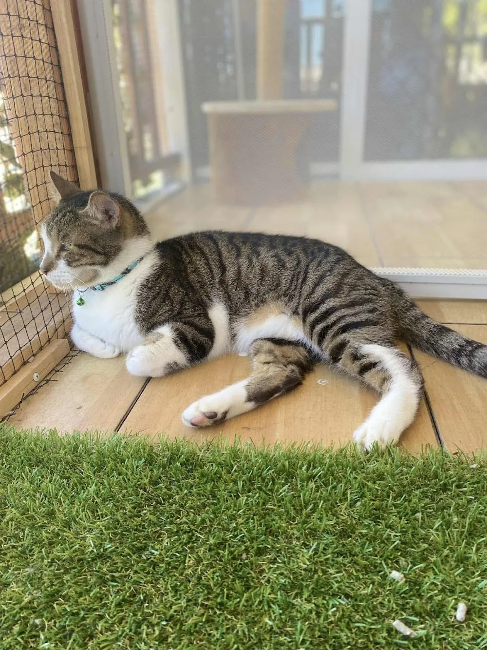 The Cattery by Angel-Paws - Queensland pet otel