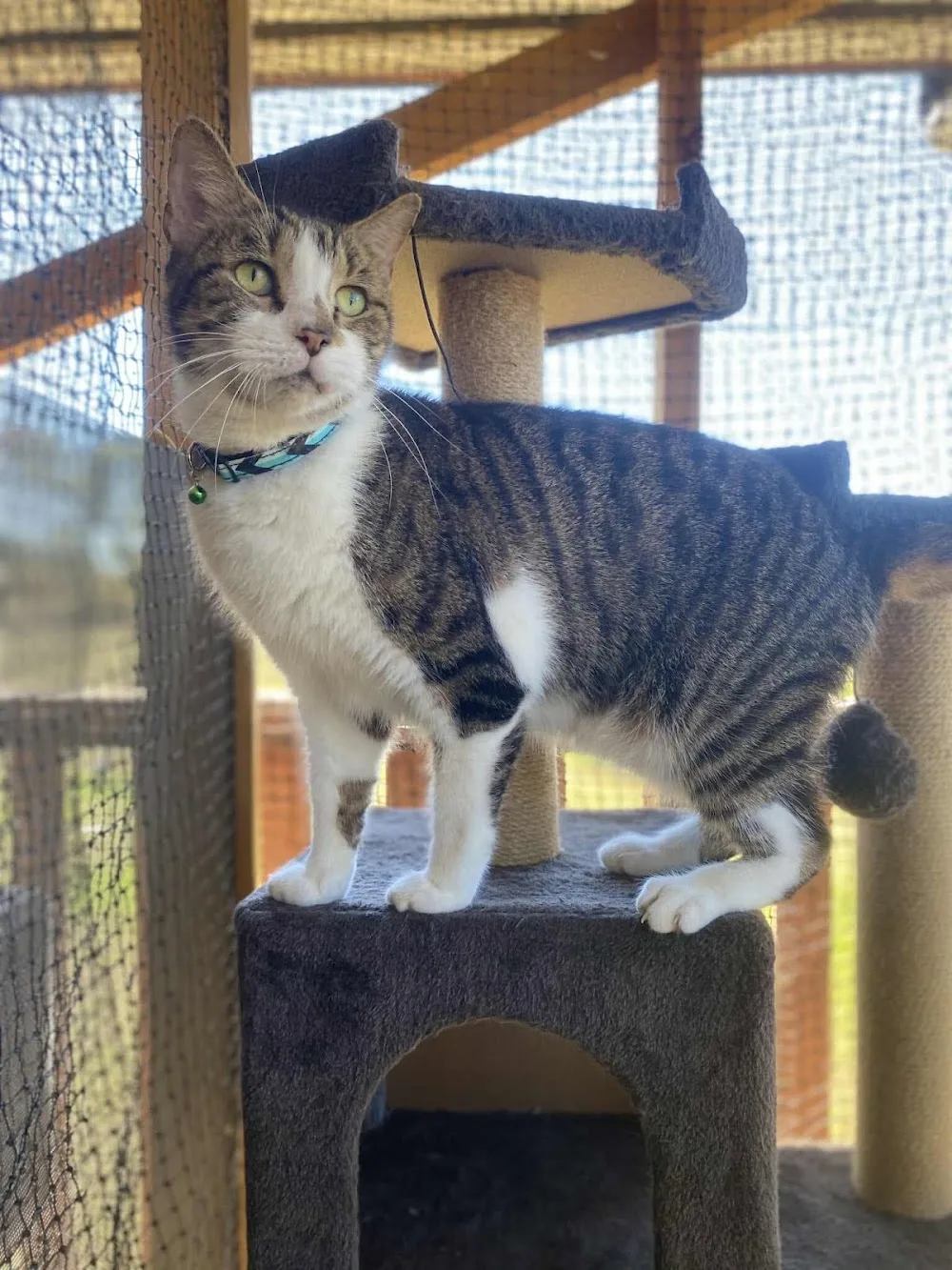 The Cattery by Angel-Paws - Queensland pet otel görseli 3