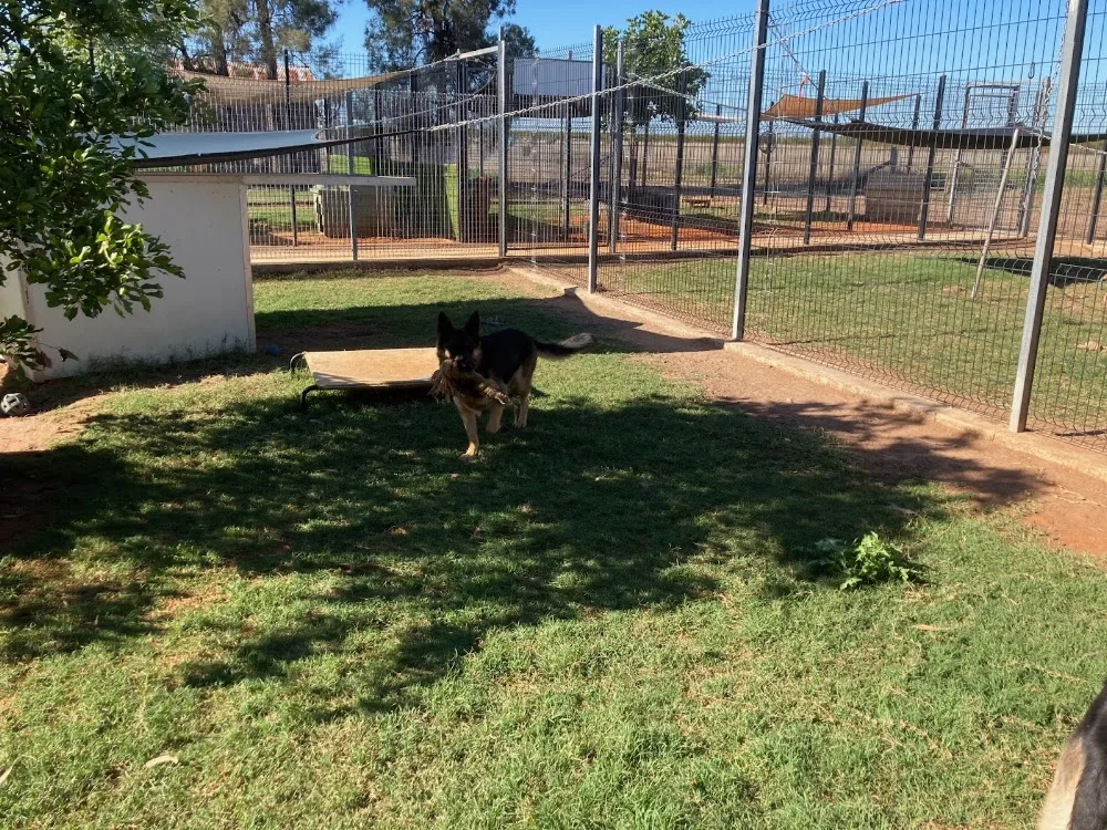 The DogHouse Inn - Dog Kennels - Queensland pet otel görseli 3