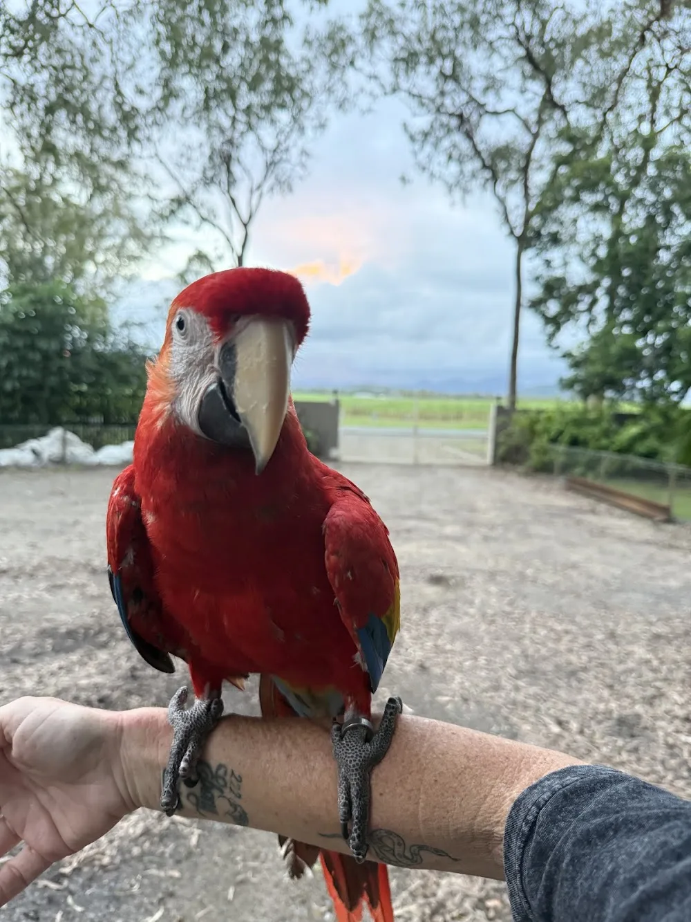 Twin Pine Pet Resort - Queensland pet otel görseli 3