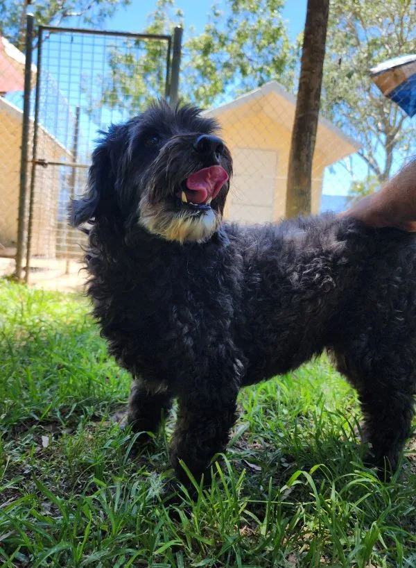 Yapper Valley Pet Resort - Queensland pet otel