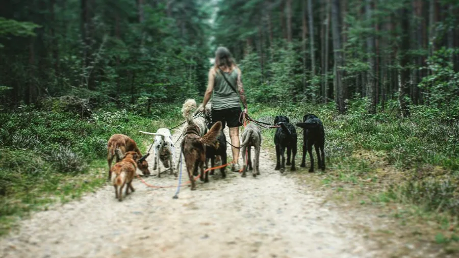 Doglife - Radebeul pet otel görseli 2
