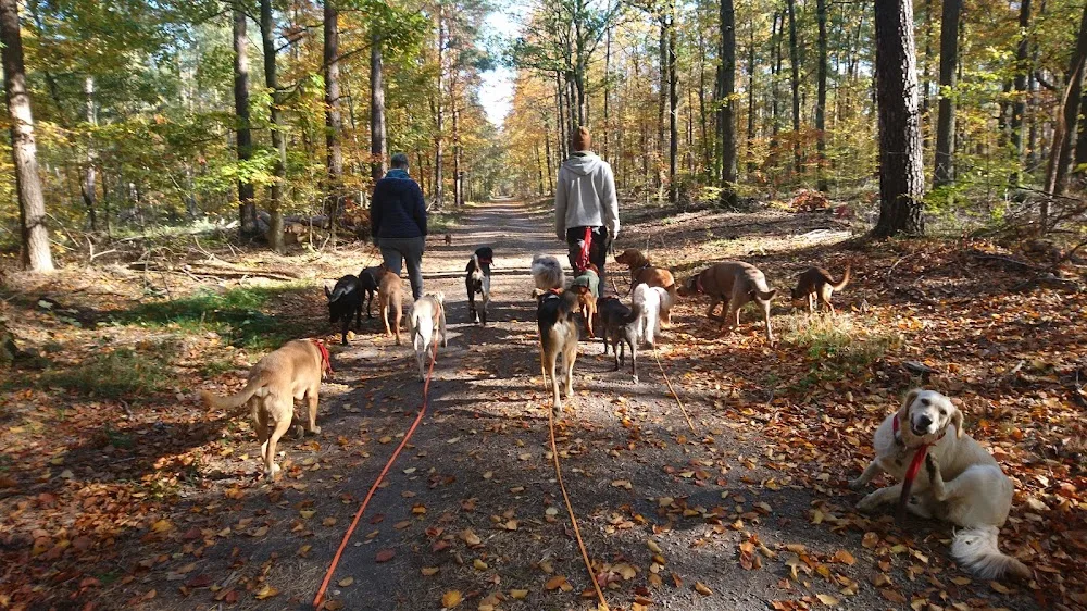 elbtalköter Hundetraining Hundebetreuung Maulkorbberatung - Radebeul pet otel
