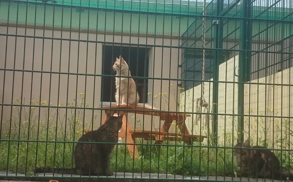Katzenpension Dresden J.Waldek zum Wohlfühlen - Radebeul pet otel görseli 10