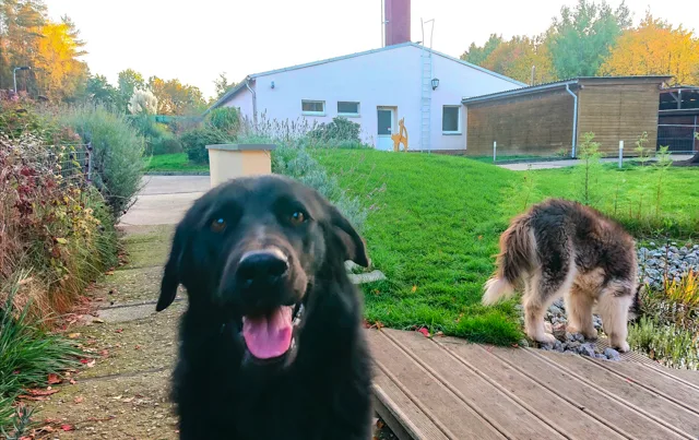 Profi - Hundeschule & Tierpension Dresden, Tierservice J. Waldek - Radebeul pet otel görseli 6