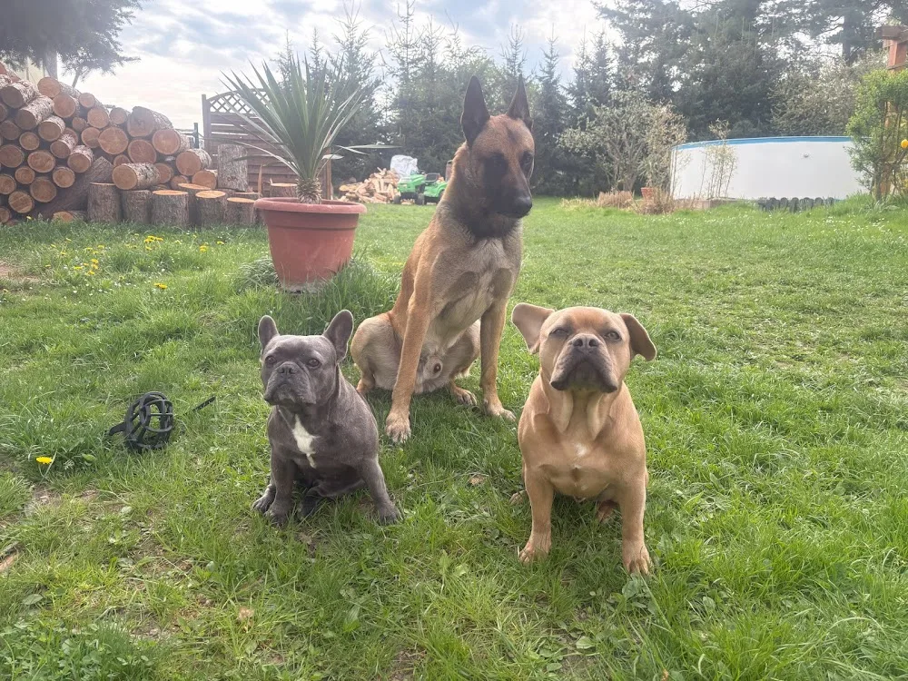 Hundeschule und Pension Brixius - Radibor pet otel görseli 3