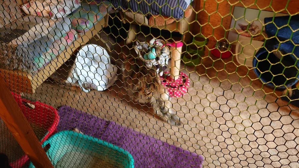 Katzenpension "Purzel" - Radibor pet otel görseli 6