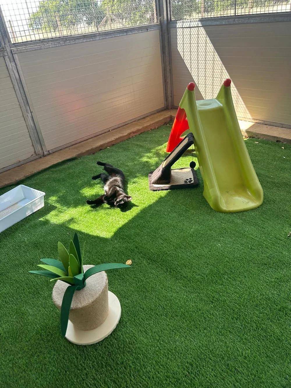 Feliscanis - Ragusa pet otel