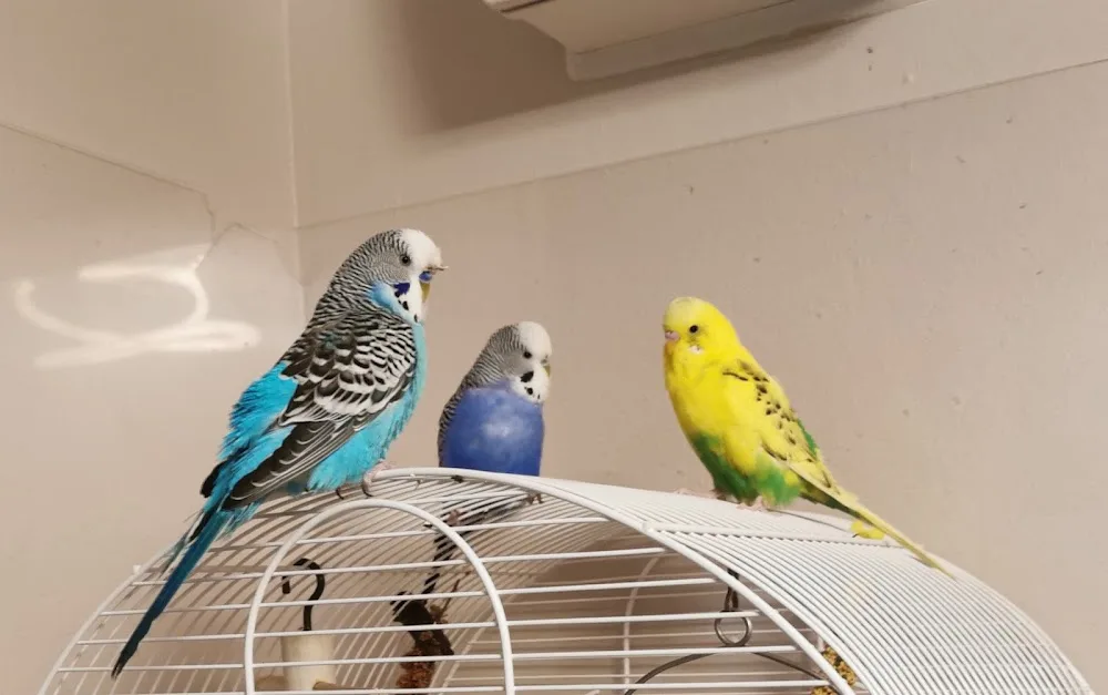 4 Pfötchen & Co. - Tierpension für ganz Berlin - Rangsdorf pet otel görseli 3