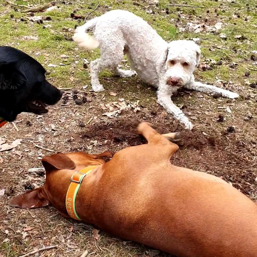 Gassiservice CARE4DOGS Hundebetreuung - Rangsdorf pet otel görseli 3