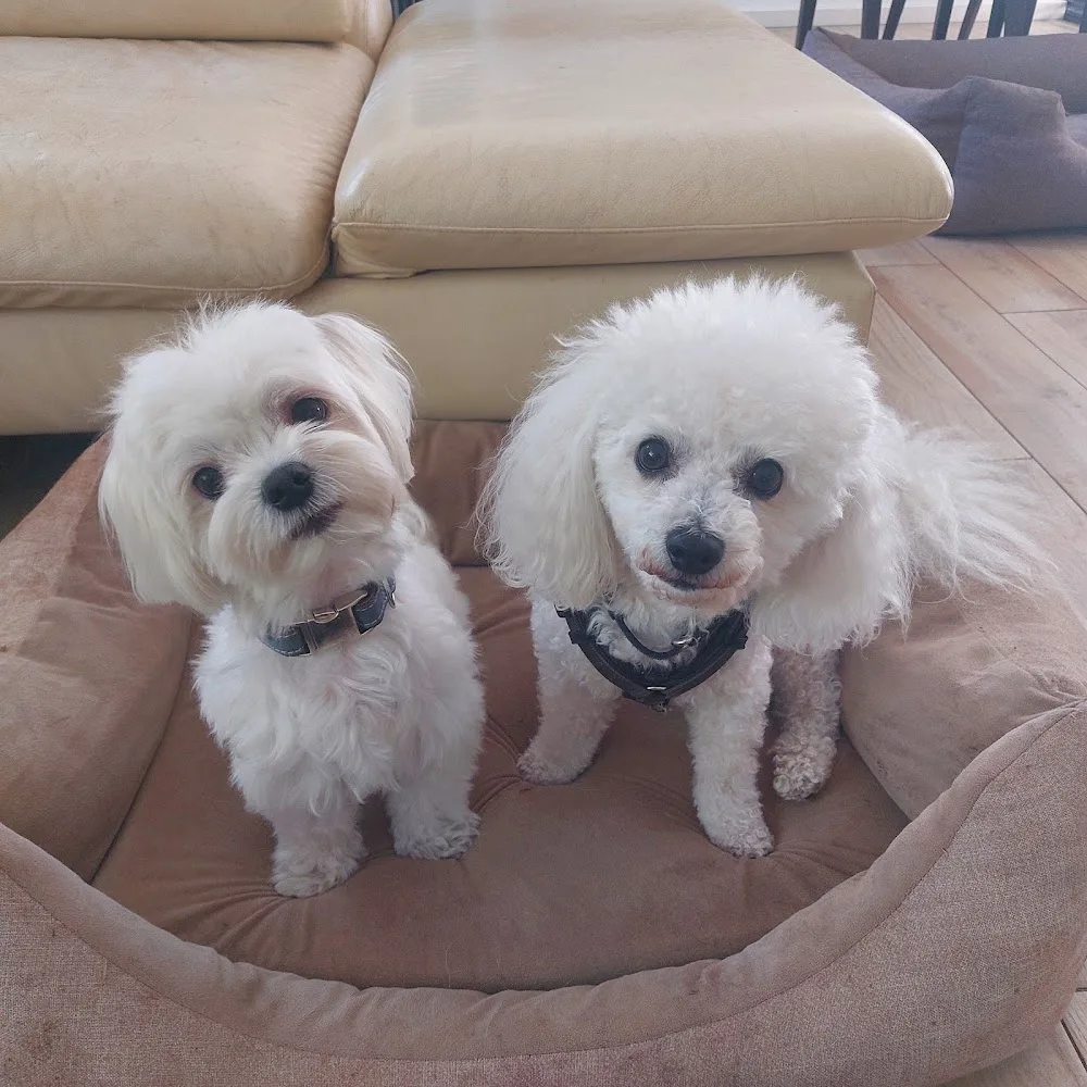 Individuelle Hundebetreuung - Rangsdorf pet otel