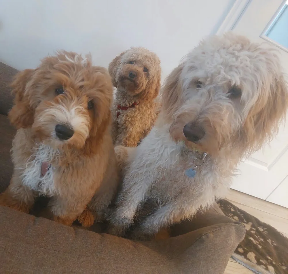 Individuelle Hundebetreuung - Rangsdorf pet otel görseli 3