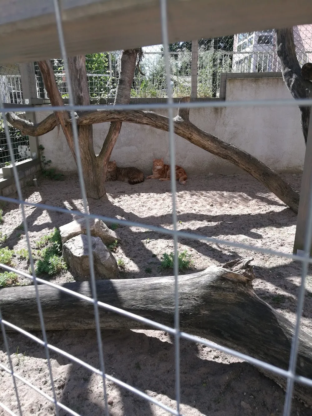 Tierpension Schnurrhaar - Rangsdorf pet otel görseli 3