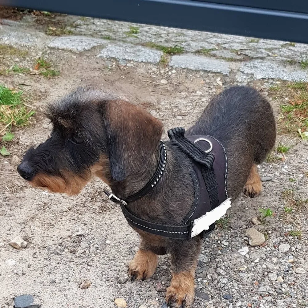 Trimmsalon & Groomerschule Chalkidis / Hunde- und Katzenpflege, Katzenpension - Rangsdorf pet otel görseli 2