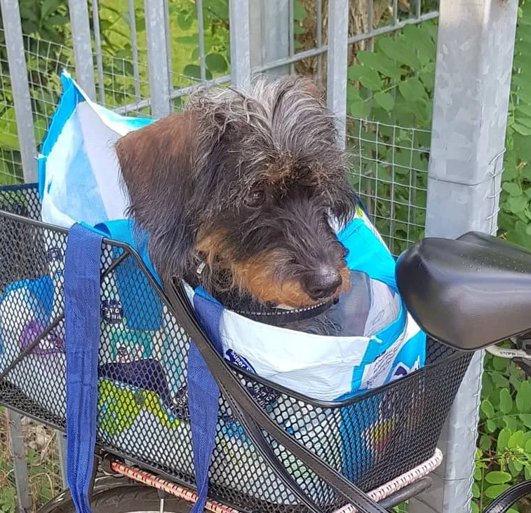 Trimmsalon & Groomerschule Chalkidis / Hunde- und Katzenpflege, Katzenpension - Rangsdorf pet otel görseli 3