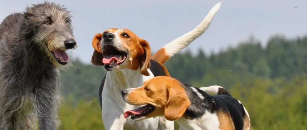 Hundepension Hasenweiler - Ravensburg pet otel