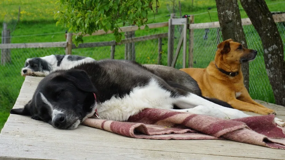 Hundepension Krambambuli - Ravensburg pet otel