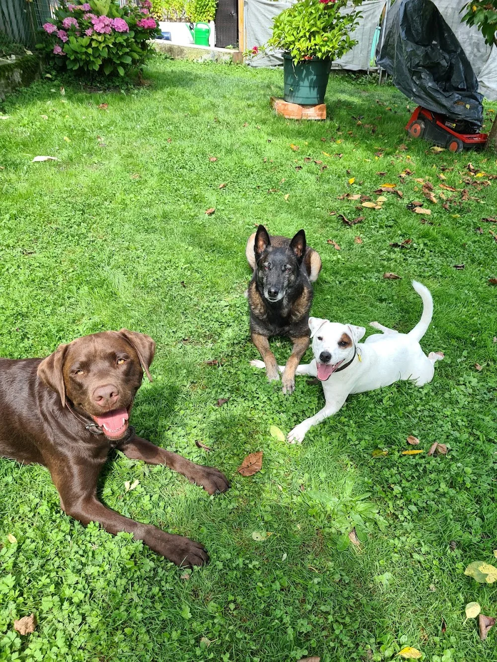 Hundeschule und Pension Plus - Ravensburg pet otel görseli 3