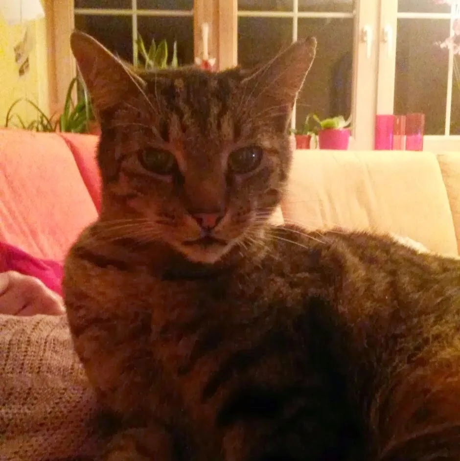 Katzenpension Schnekenbühl - Ravensburg pet otel görseli 5