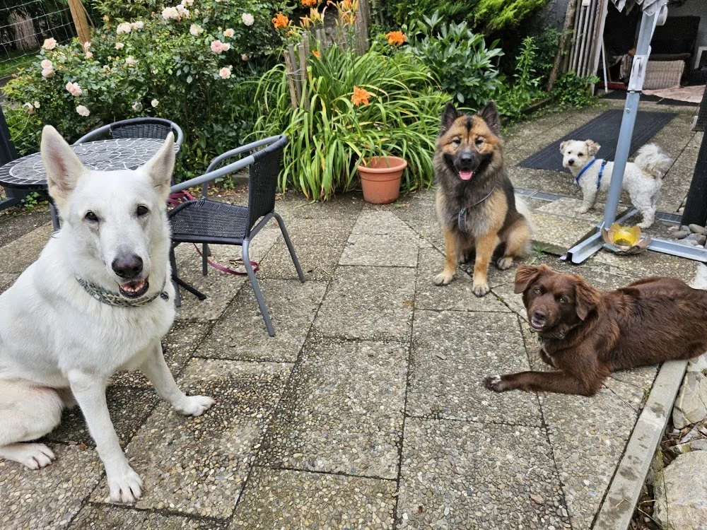 Streunerbande - die Hundebetreuung - Ravensburg pet otel görseli 3