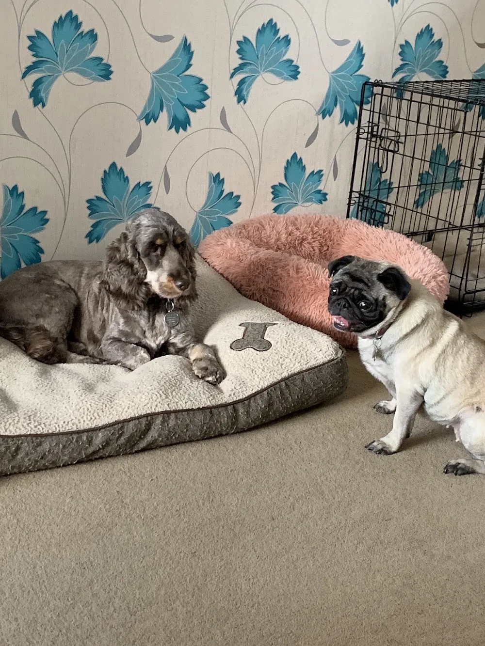 Any paws petcare and dog boarding - Reading pet otel görseli 3