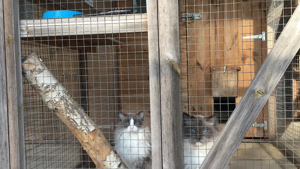 Catkins Boarding Cattery - Reading pet otel