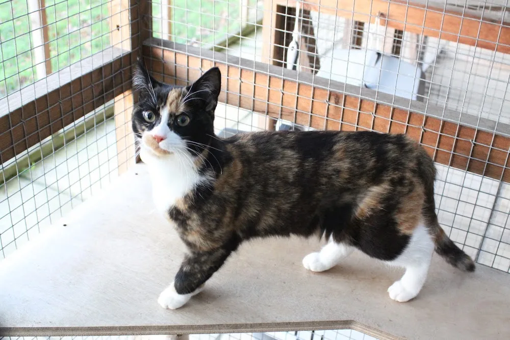 Catkins Boarding Cattery - Reading pet otel görseli 3