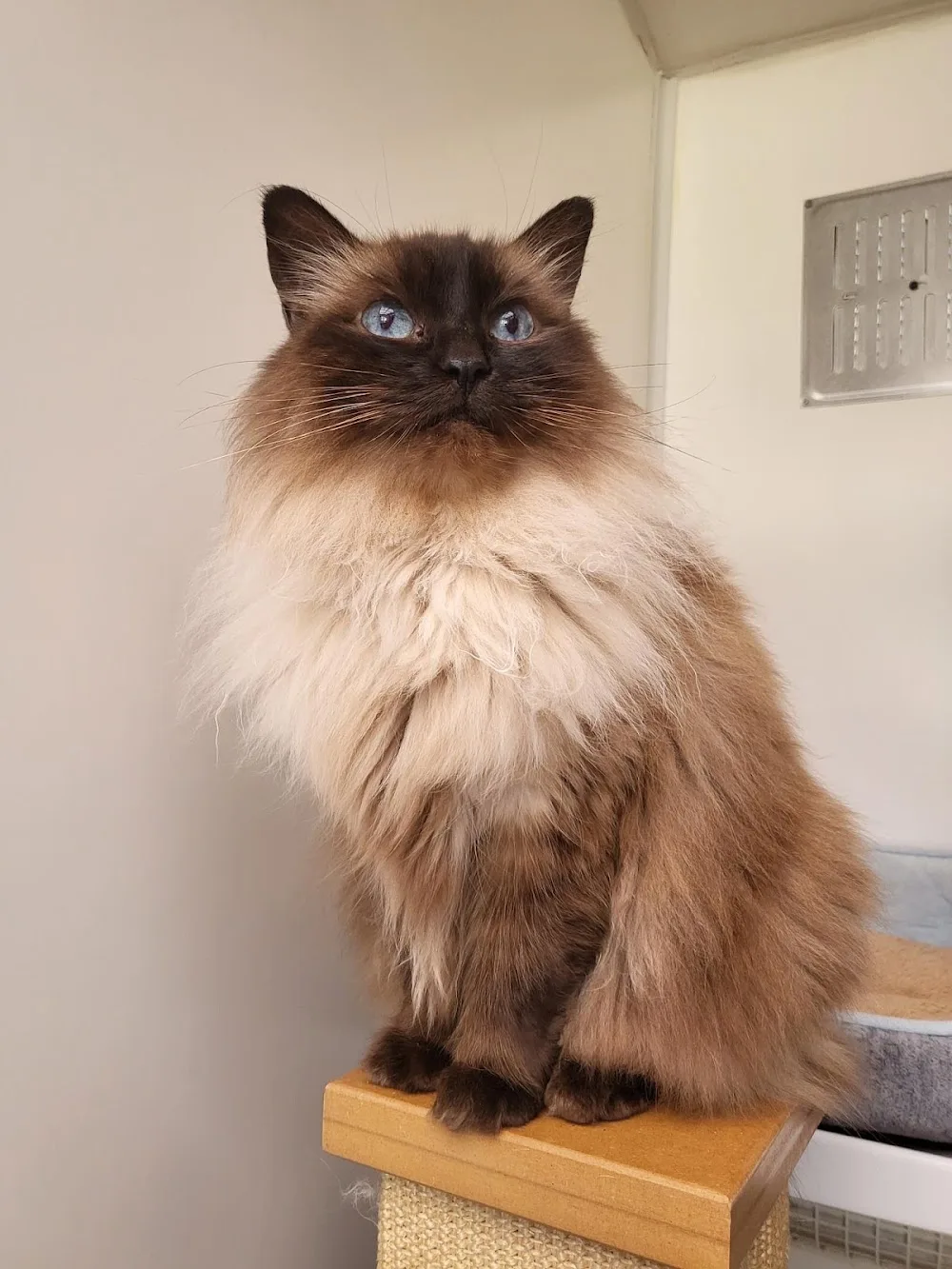 Charlie's Cattery - Reading pet otel görseli 3