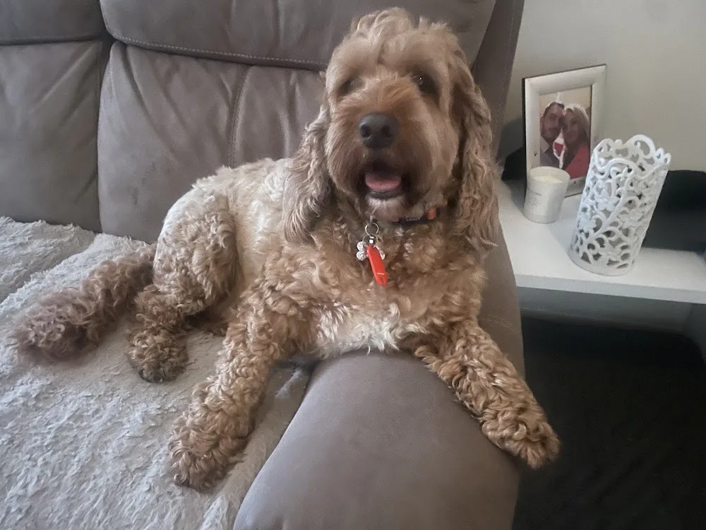 Cosy Canines Home Dog Boarding - Reading pet otel
