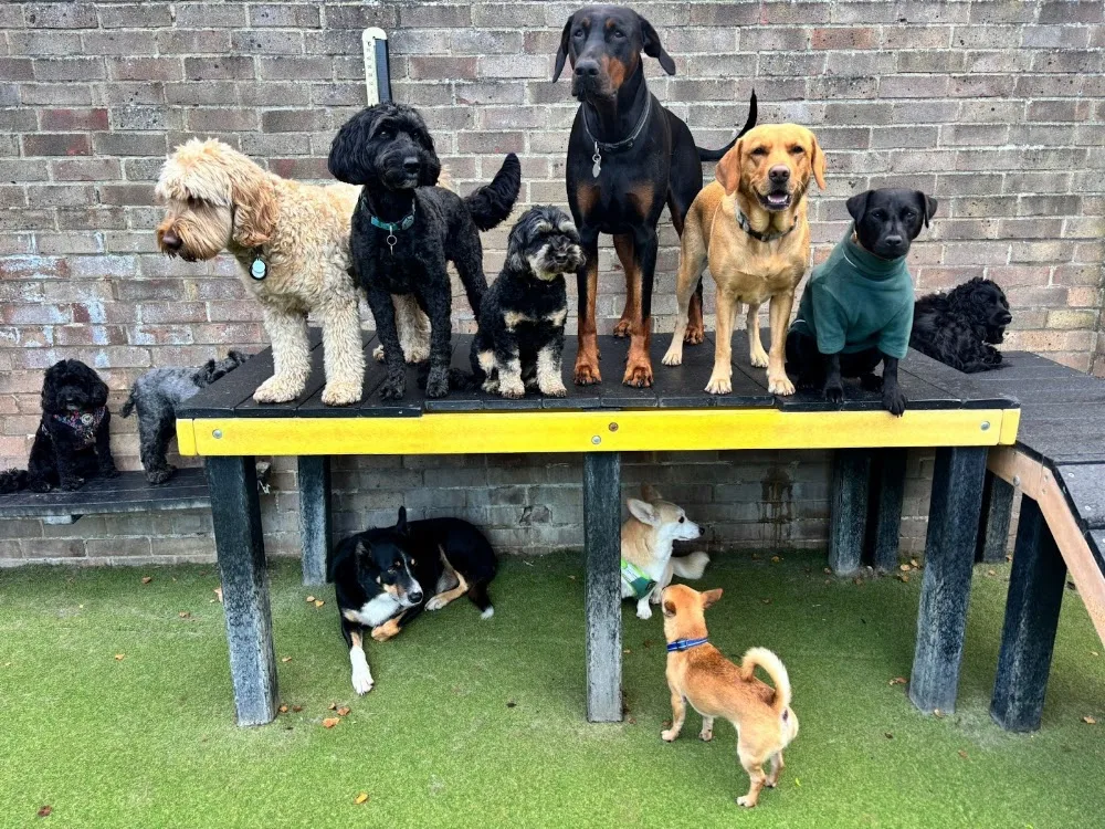 Rags & Bert's Doggy Daycare & Hotel - Reading pet otel