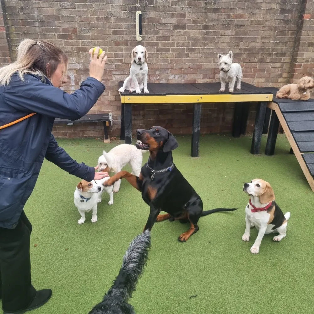 Rags & Bert's Doggy Daycare & Hotel - Reading pet otel görseli 5