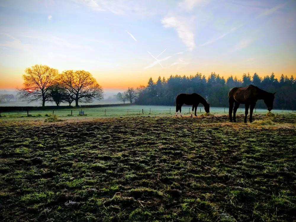 Wheats Farm Boarding Kennels and Livery Yard - Reading pet otel