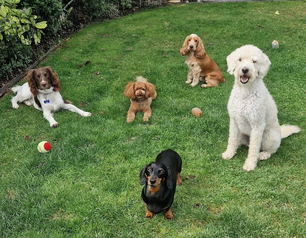 Woofs & Wags | Earley Doggy Day Care & Boarding - Reading pet otel