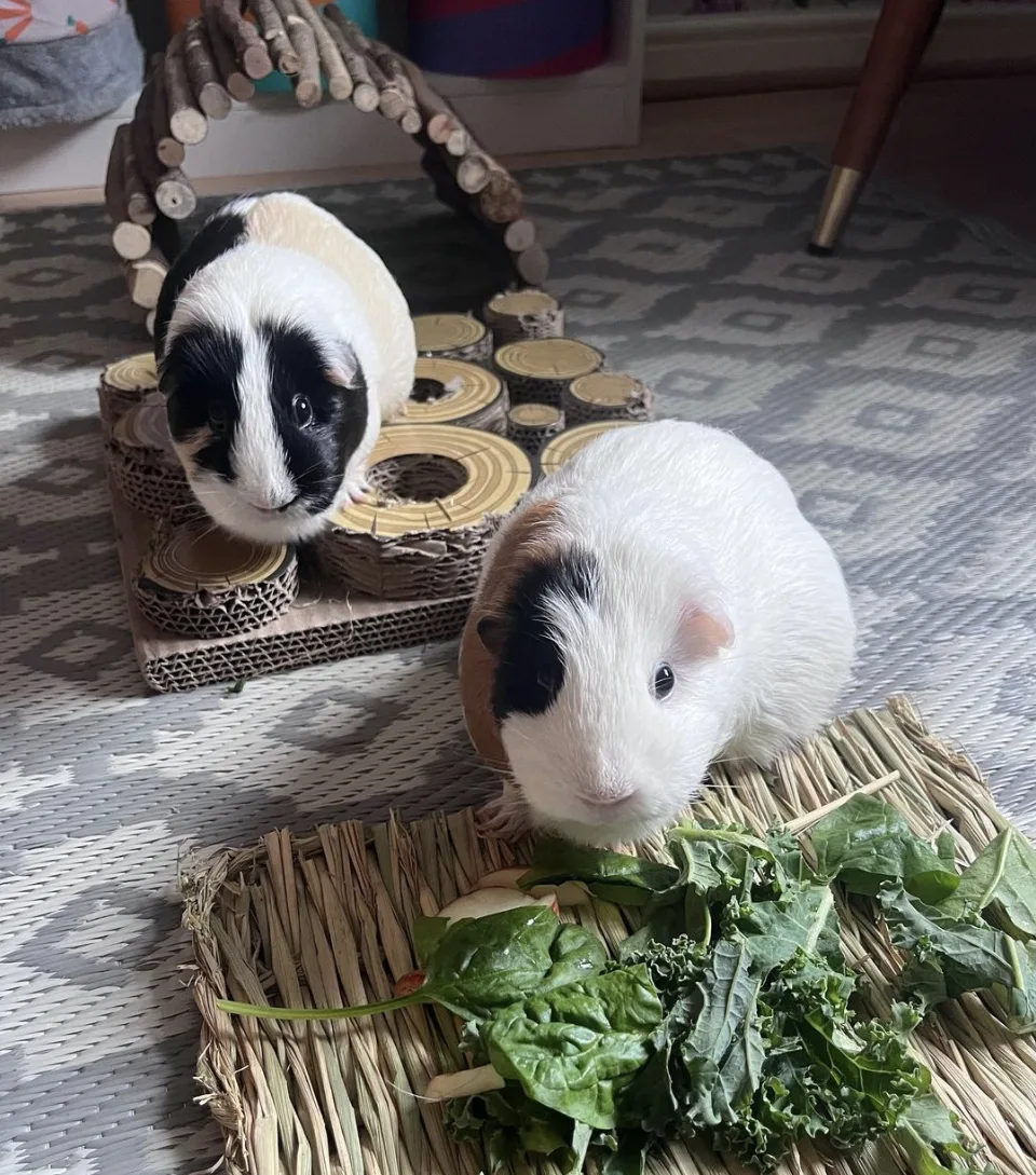 Destination Whiskers Small Pet Boarding - Redcar and Cleveland pet otel görseli 2
