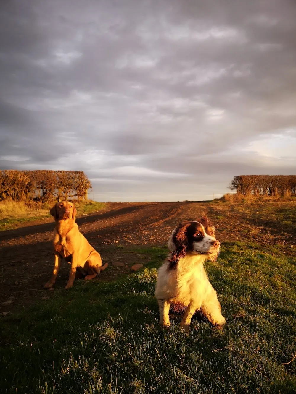 East Pastures Kennels - Redcar and Cleveland pet otel görseli 3