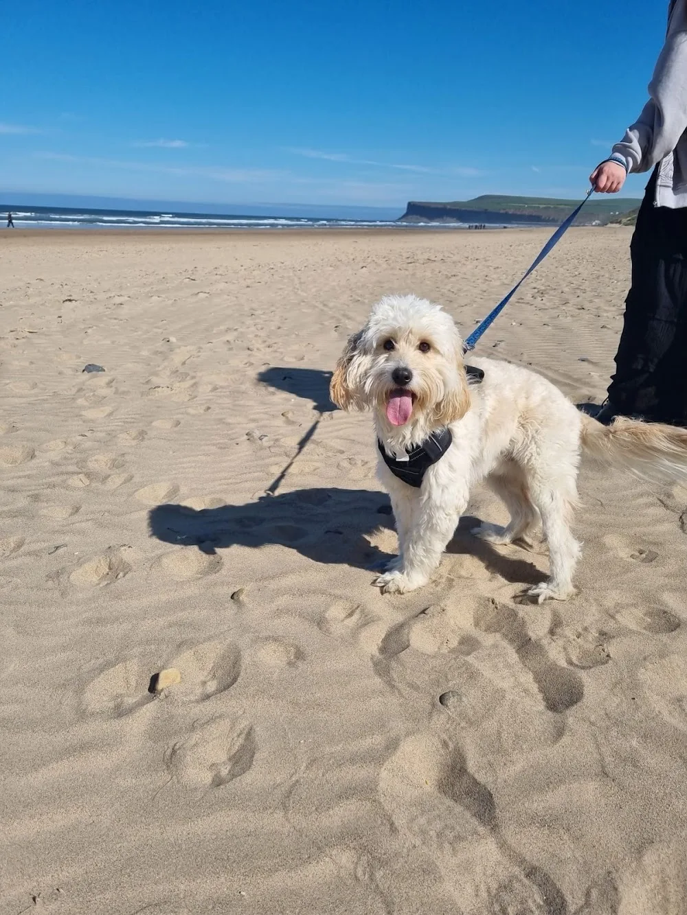 Springwood luxury dog boarding - Redcar and Cleveland pet otel görseli 2